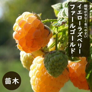 Yx[ c c t@[S[h CG[Yx[ F12cm|bg ʎ ʎ ׂ[ berry LC`S  ؂ ʎc A | K[fjO