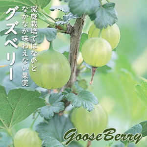 OYx[ c 12cm|bg ʎ ʎ x[  O[Yx[ berry ƒ͔| | A K[fjO