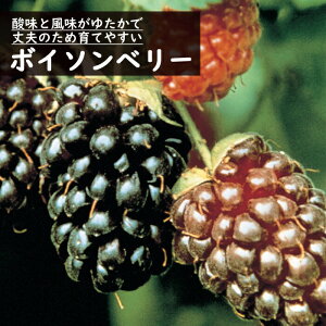 Yx[ c {C\x[ 12cm|bg ʎ ʎ berry | K[fjO ͔| ƒ͔| ƌ gQȂ