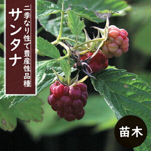 大実 ラズベリー 苗木 サンタナ 12cmポット 果樹 小果樹 べりー berry キイチゴ 木苺 木いちご 果樹苗 植木 フランボワーズ