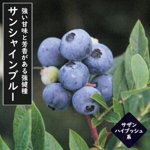ブルーベリー 苗木 大実 サザンハイブッシュ系 サンシャインブルー 12cmポット 果樹 小果樹 berry 園芸 ガーデニング 栽培 家庭栽培 初心者でも簡単 人気品種
