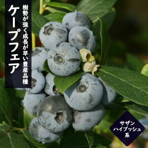 u[x[ c  TUnCubVn P[vtFA 12cm|bg ʎ ʎ berry | K[fjO ͔| ƒ͔| S҂łȒP lCi