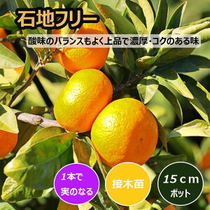 ݂ c Βnt[ 15cm|bg ږ c o^i ƌ  B ~J k ʎ | ƒ؉ K[fjO 