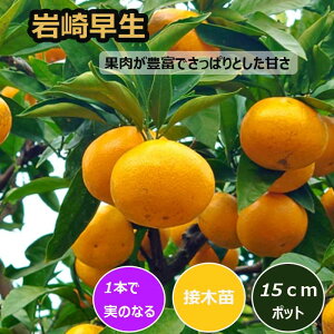 ݂ c 葁 15cm|bg ږ c o^i ƌ ɑ B ~J k ʎ | ƒ؉ K[fjO  2Nc