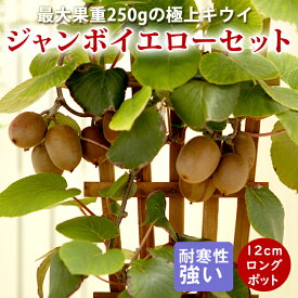 キウイ 苗 ジャンボイエローセット 12cmポット 接木 1年生 2本セット キーウィ フルーツ 果樹 苗木 送料無料