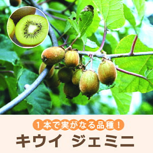 y\Ez LEC c WF~j 15cm|bg 1{Ŏ̂Ȃ L[EB ƌ WFj[ t[c ʎ ږ c y11{菇z
