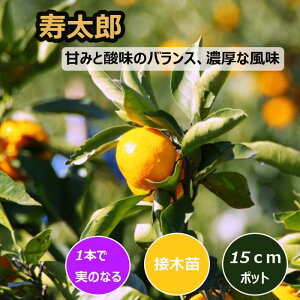 ݂ c Y 15cm|bg ږ c o^i ƌ Ӑ B ~J k ʎ | ƒ؉ K[fjO 