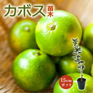 ڂ c 啪1 15cm|bg IJ{X ڂ ږ _ k kc ƌ  | K[fjO 