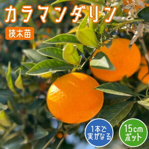 IW c J}_ 15cm|bg k ږ c ~J ݂ ƌ ʎ | ƒ؉ 