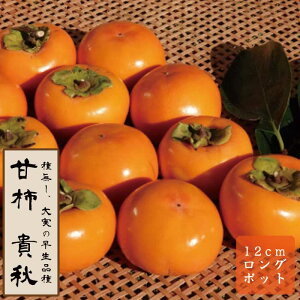 �Ê` �c �M�H�i�����イ�j �ʎ� �c�� �ږ� �c 12cm�����O�|�b�g PVP �������� �ƒ�͔| ���� �`