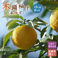 ゆず 苗木 木頭柚子 15cmポット ユズ 本柚子 接木 柑橘 苗木 自家結実性 柚子 送料無料