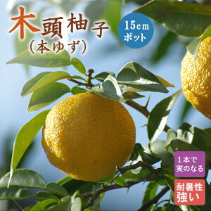 䂸 c ؓMq 15cm|bgY {Mq ږ k c ƌ Mq 
