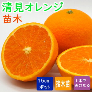 IW c IW 15cm|bg ږؕc kc ƌ ~J ݂ ^S[ K[fjO 