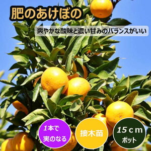 ݂ c ̂ڂ 15cm|bg ږ c o^i ƌ ɑ B ~J k ʎ | ƒ؉ K[fjO 