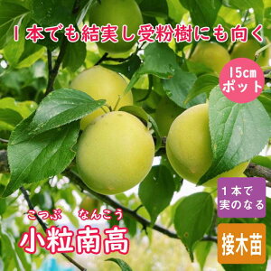 ~ c 썂~ 썂 ( ԂȂ񂱂 ) ~ ږ 15cm|bg ume  E ʎ ʎc ʎ ~ ~ c A 