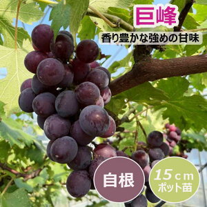 ブドウ 苗木 巨峰 15cmポット苗 果樹 葡萄 自根苗 きょほう 大粒 園芸 家庭菜園 ガーデニング 送料無料 2年生苗