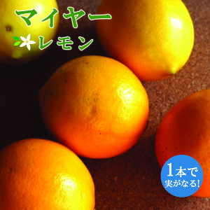  c }C[ 13.5cmO|bg`15cm|bg ږ k kc ƌ lemon  lG