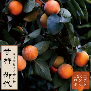 Ê` c i݂j ʎ c ږ c 12cmO|bg  ƒ͔| JL  `