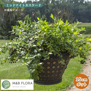 �y�\��E�����z�u���[�x���[ �c�� �u�b�V�F�� �A���h �x���[ 15cm�|�b�g �R���p�N�g�ȃu���[�x���[ 1�{�Ŏ����Ȃ� ���������y5�����{��菇�������z