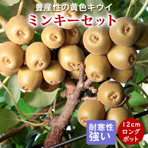 y\EzLEC c ~L[Zbg 12cm|bg } 1N 2{Zbg L[EB t[c ʎ c y10{菇z