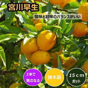 ݂ c {쑁 15cm|bg ږ c o^i ƌ  B ~J k ʎ | ƒ؉ K[fjO  2Nc