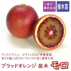 IW c ubhIW  15cm|bg ږ kc blood orange moro ݂ ~J ݂ ƌ 