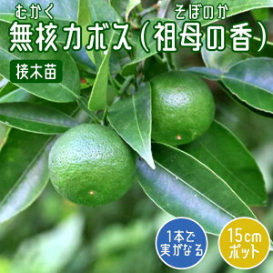 J{X c jJ{X ( c̍ ) 15cm|bg ږ c ƌ ڂ k ʎ | ƒ؉ _k 햳  2Nc