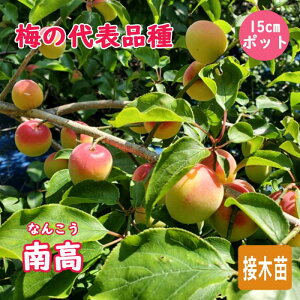 ~ c 썂~ 썂 ( Ȃ񂱂 ) ~ ږ 15cm|bg ume  E ʎ ʎc ʎ ~ ~ c A 