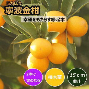  c Jg 15cm|bg ږ c ƌ LJ 񂩂 k ʎ | ƒ؉  ɂۂ