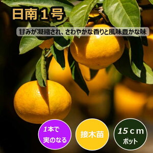 ݂ c 1 15cm|bg ږ c o^i ƌ ɑ B ~J k ʎ | ƒ؉ K[fjO 