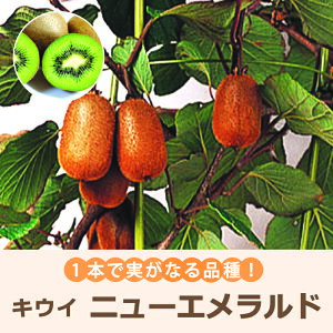 y\Ez LEC c j[Gh 15cm|bg 1{Ŏ̂Ȃ ʕ ƌ L[EB t[c ʎ ږ c y11{菇z