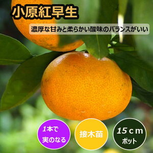 ݂ c g 15cm|bg ږ c o^i ƌ  B ~J k ʎ | ƒ؉ K[fjO 