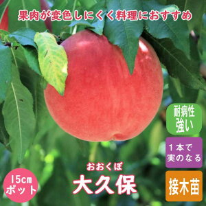 �� �c ��v�ہi�������ځj �c�� 15cm�|�b�g 1�N�� �ږ� �ʎ� �c ���ƌ����� �������� ���� ���� �K�[�f�j���O ���|