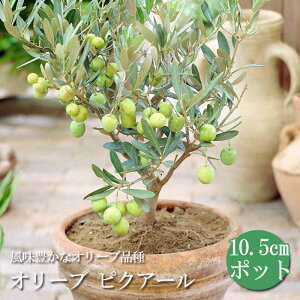 ʎc I[u sNA[ 10.5cm|bg ΍ ƌ