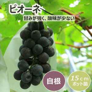 uhE c sI[l 15cm|bgc 2Nc ʎ  c ҂[ 嗱 | ƒ؉ K[fjO 