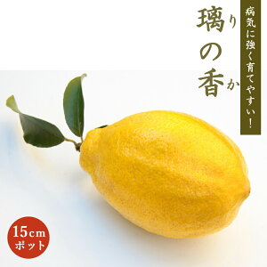  c ̍ 15cm|bg (o^i) ̂ ږ k kc ƌ lemon 