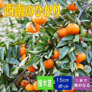 ݂ c ̂Ђ 15cm|bg ږ c o^i ƌ x W[V[ ~J k ʎ | ƒ؉ K[fjO 