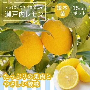 レモン 苗木 瀬戸内レモン 15cmポット 接木 柑橘 柑橘苗 自家結実性 lemon ガーデニング 園芸 送料無料