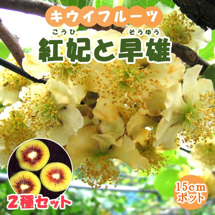 楽天市場】紅いキウイ 2種セット(紅妃と早雄) 15cmポット 苗 