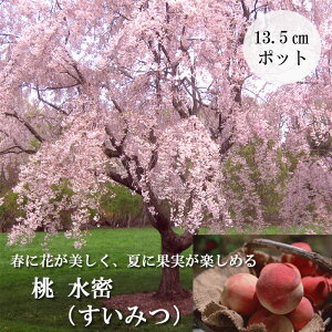 ʎc Ԗ   ݂ 13.5cm|bg Ǝ萅 ƌ