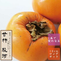 楽天市場】柿無農薬栽培の通販 無農薬 自家製 柿 甘柿