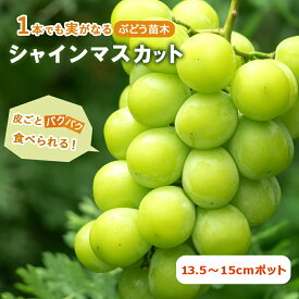 ブドウ 苗木 シャインマスカット 13.5〜15cmポット苗 (登録品種) 果樹 葡萄 挿し木苗 送料無料 2年生苗