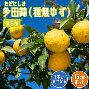 䂸 c c ( 햳䂸 ) 15cm|bg ږ c ƌ Y k ʎ | ƒ؉ ɂ _k LY 햳 