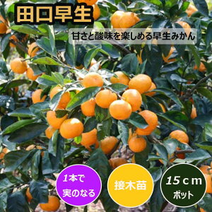 ݂ c c 15cm|bg ږ c o^i ƌ  B ~J k ʎ | ƒ؉ K[fjO 