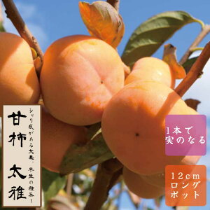 Ê` c ij ʎ c ږ c 12cmO|bg 햳 󕲎sv   `