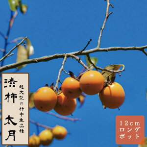 a` c ij ʎ c ږ c 12cmO|bg sSa` PVP  ƒ͔| JL  `