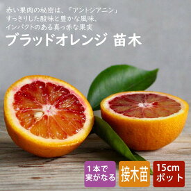 オレンジ 苗木 ブラッドオレンジ タロッコ 15cmポット 接木 柑橘 柑橘苗 血みかん orange 自家結実性 ガーデニング 園芸 送料無料 2年生苗