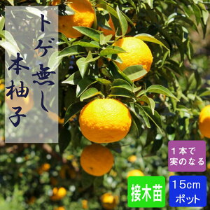 ゆず 苗木 トゲ無本柚子 15cmポット トゲ無し 接木 柑橘 苗木 本柚子 ゆず 自家結実性 送料無料