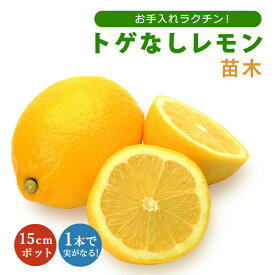 レモン 苗木 トゲなしレモン ビアフランカ 15cmポット 苗が若いうちはトゲ有り 接木 柑橘 自家結実性 lemon 果樹 園芸 栽培 送料無料