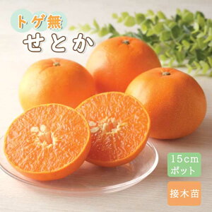 ݂ c ƂȂ Ƃ 15cm|bg 1N ږؕc kc io^i) ƌ ~J K[fjO 